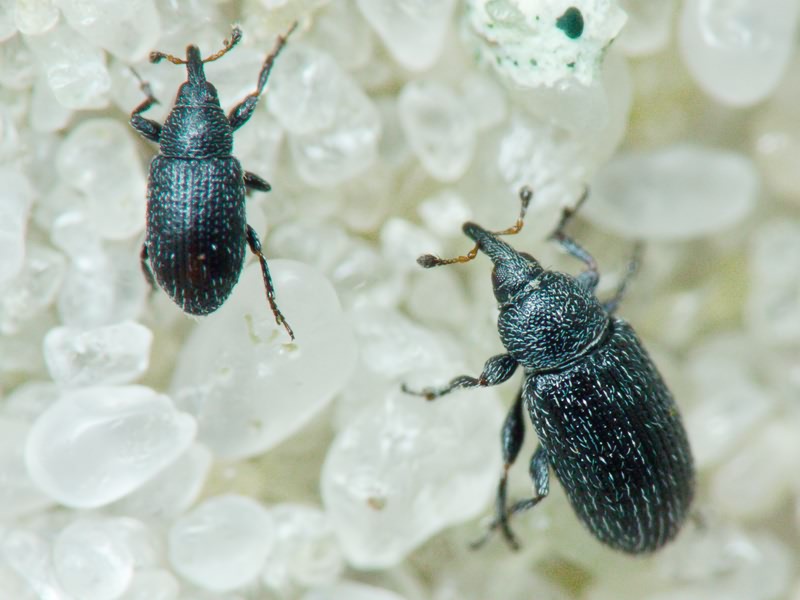 Gymnetron melanarium Germar, 1821